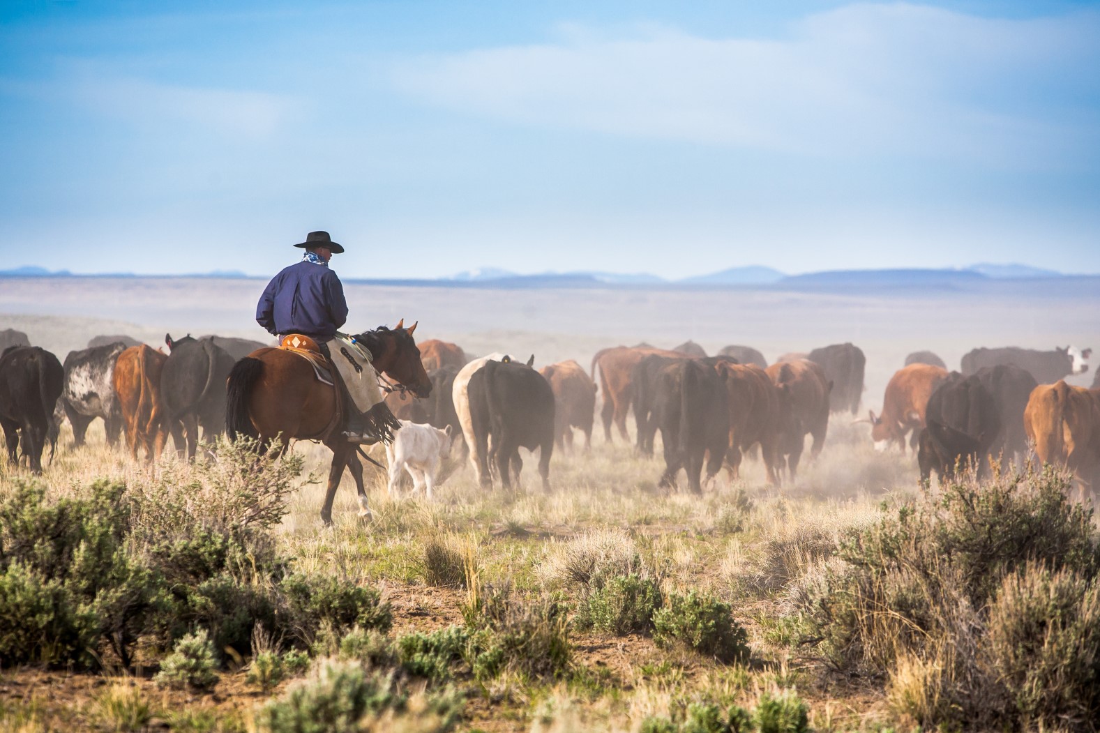 A cowboy on his horse moving cattle