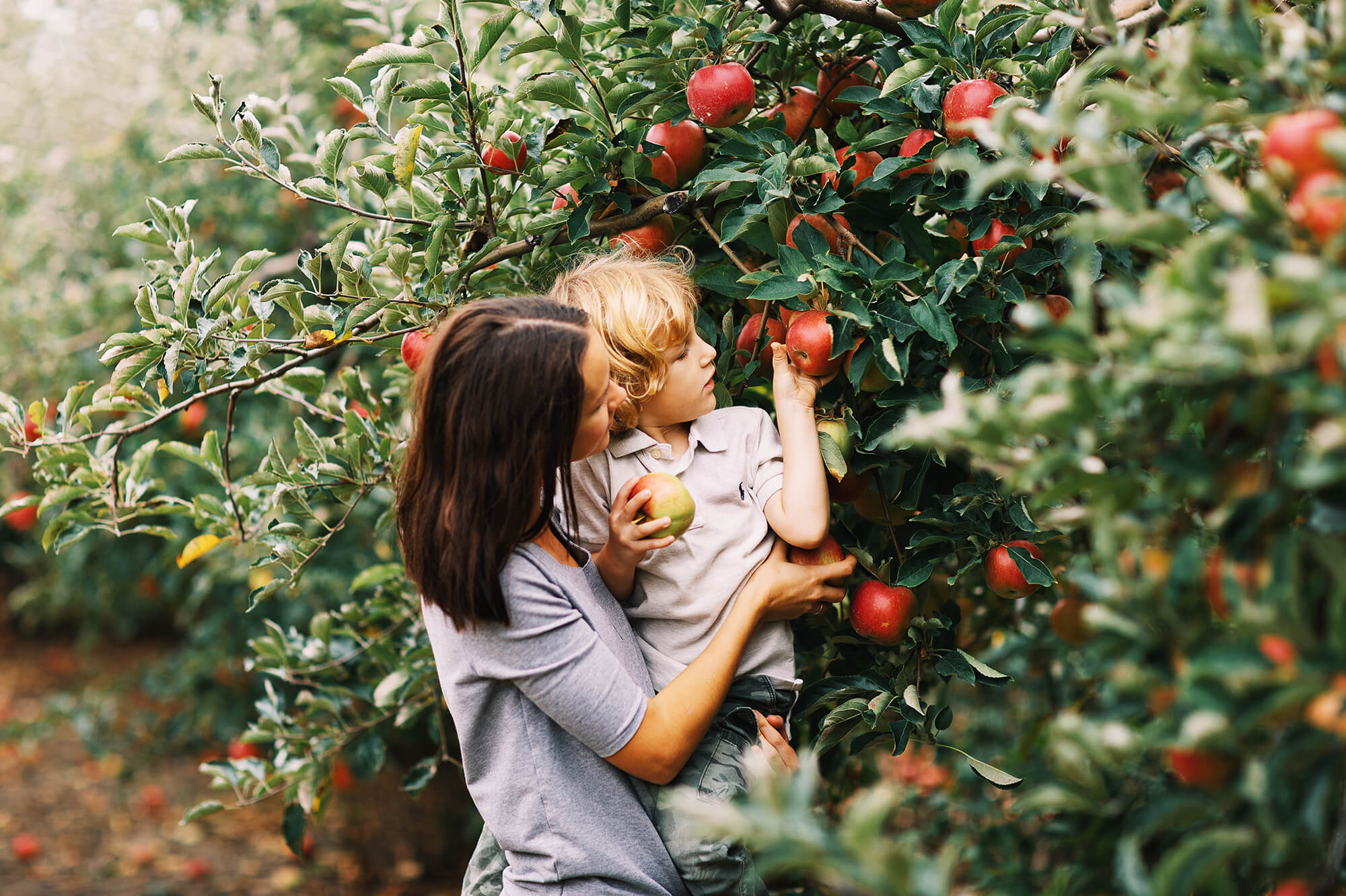 Woman and young boy picking apples